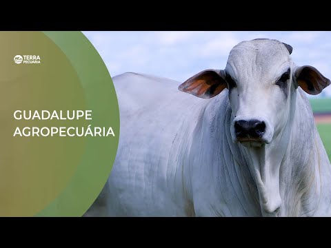 TERRA PECUÁRIA - 16º LEILÃO GUADALUPE AGROPECUÁRIA