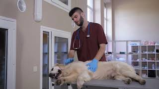Blue Paw Vet Care - Best Pet Care in Vavuniya