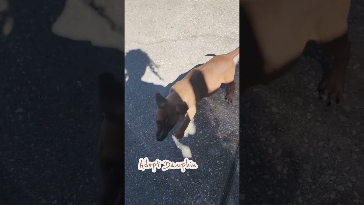 Enlarge Dauphin, a Adoptable Mixed Breed in Milton, FL video 5/5