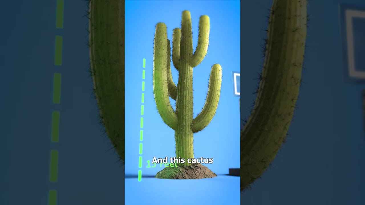 Don’t Shoot A Cactus 😵