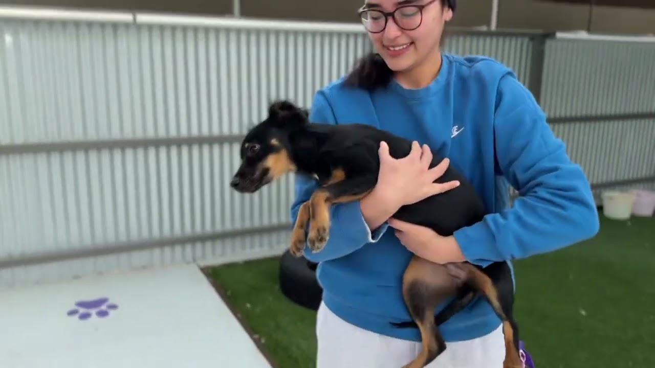 Tara-The Sweet, Playful Mama Who Deserves Her Happy Ending, a ADOPTABLE mixed breed in San Antonio, TX video 2/4