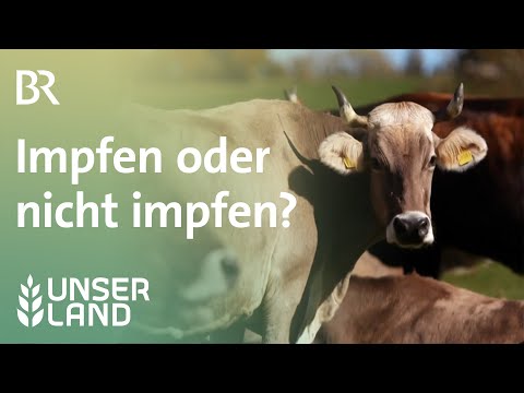 Blauzungenkrankheit: Ärger um Sperrgebiete  | Unser Land | BR Fernsehen