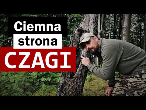 Inonotus obliquus - or the subcortical dandelion (Chaga) - NOT for everyone