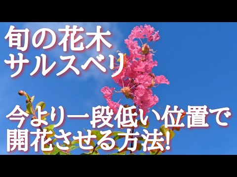 インドライラックの色あせた花は切ったほうがいいでしょうか？夏のサルスベリの剪定について知っておくべきことすべて  庭園