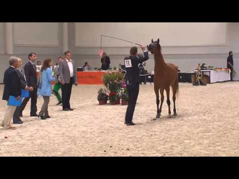 Berlin Cup Werder 2013 - Fillies 2 years old (Class 4) - N.12 PSE KYARAH