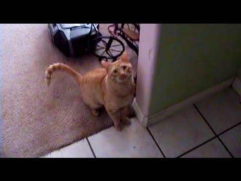 Cat Taught to Stay on Command