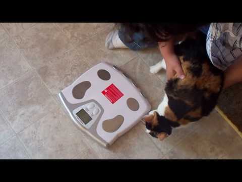 More in the life of a bolder cat- How much does this cat weigh? 21 pounds!!!