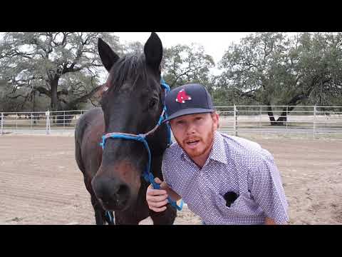 How to gain CONTROL of your HORSE! // HORSE TRAINING TIPS!
