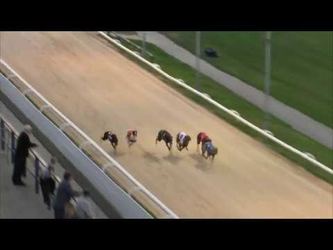 2017 WILLIAM HILL PUPPY PLATE - HEAT 1 - T1 ROXHOLME NIDGE