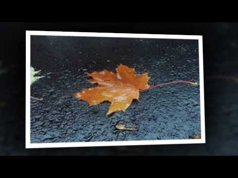 Dấu chim bay - Quang Minh