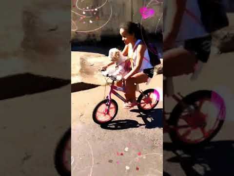 Cachorro na bike tranquilo