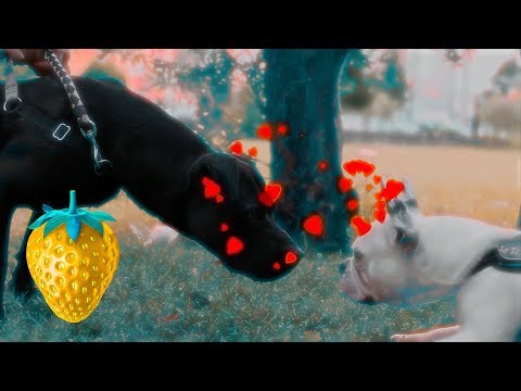 Malloy Clique - 97'S KID (Prod. Woam) (Dir. by @RazvanMargel )