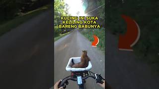 Download lagu This Cat Likes to Travel Around the City with His Babe 🐱🚲 #shorts #cat mp3