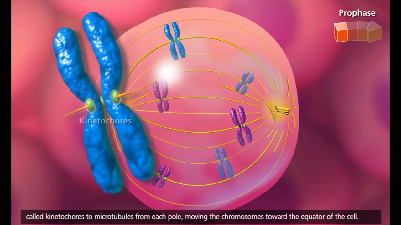 Mitose - dublado (pt-br)