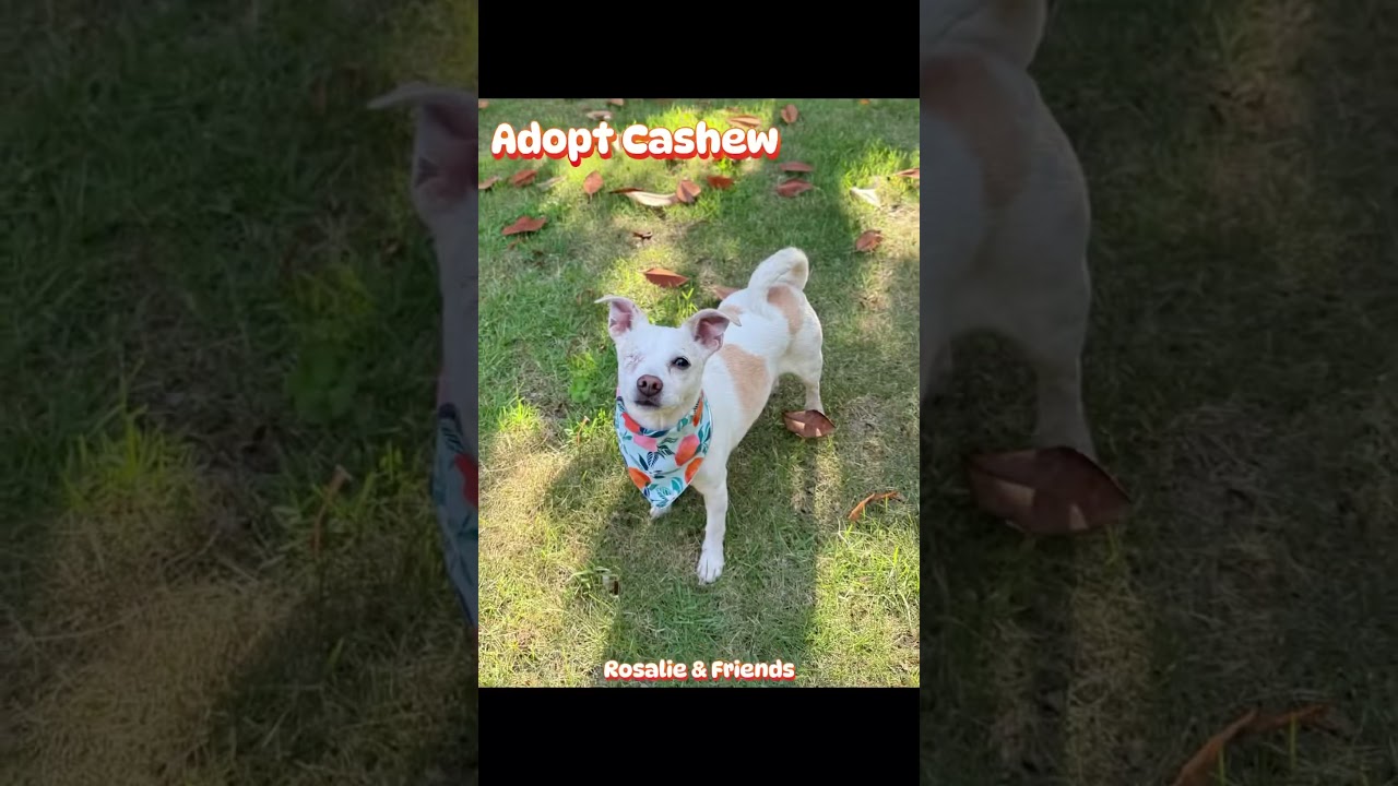 Cashew, an adopted mixed breed in Milton, FL video 6/6
