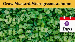 How to grow mustard Microgreens at home in 8 DAYS – SUPER EASY