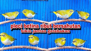 Download lagu Suara Pleci Betina Ribut Bersahutan Untuk Memancing Birahi Pleci Jantan mp3