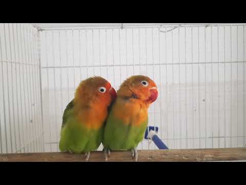 Lovebird Chirping and Singing Sounds
