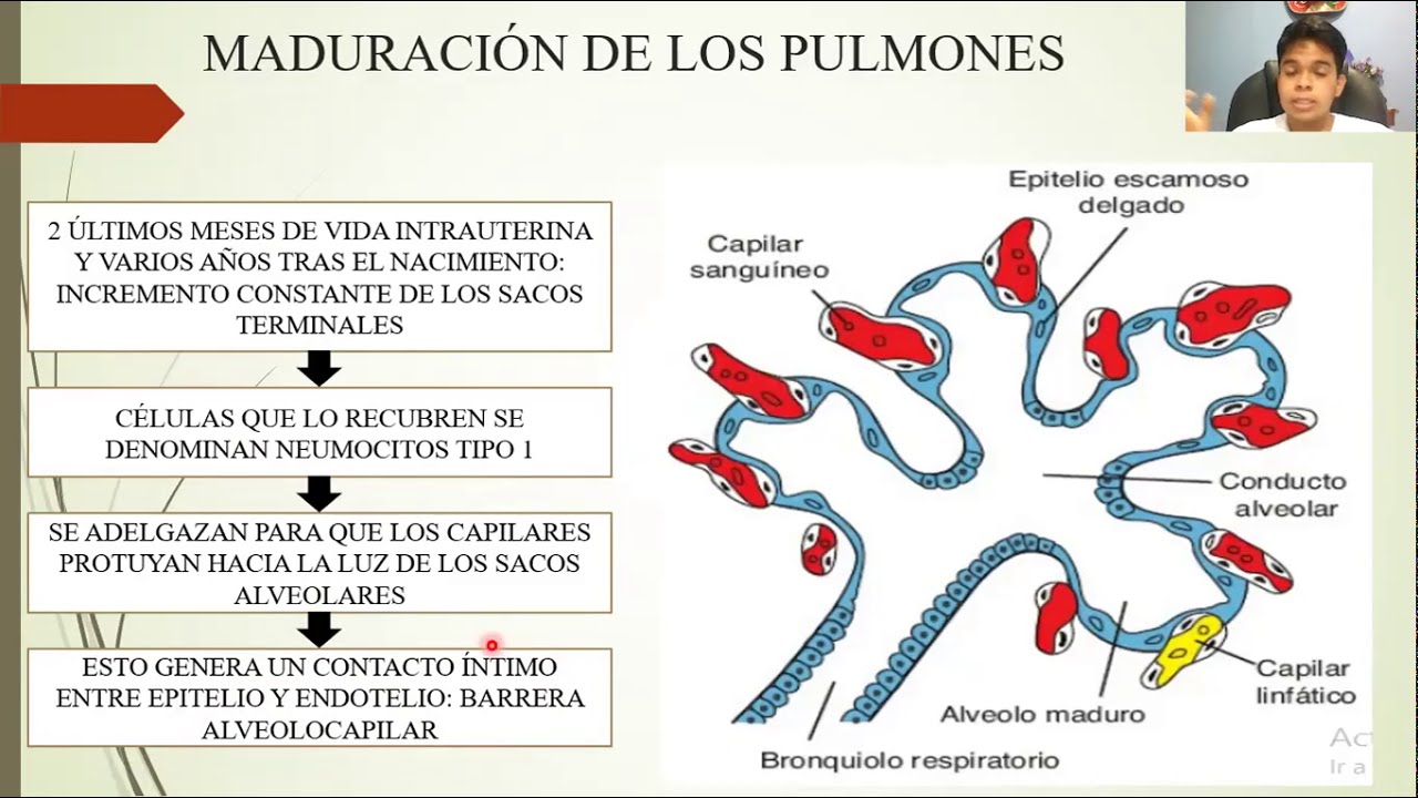 EMBRIOLOGÍA: SISTEMA RESPIRATORIO