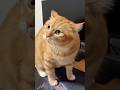 What exactly are you trying to do? The cat has become a spirit! So cute! #heartwarming #healing