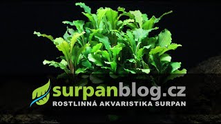 Bucephalandra pygmaea Bukit Kelam / Sintang - Aquarium Plants | SURPAN.cz