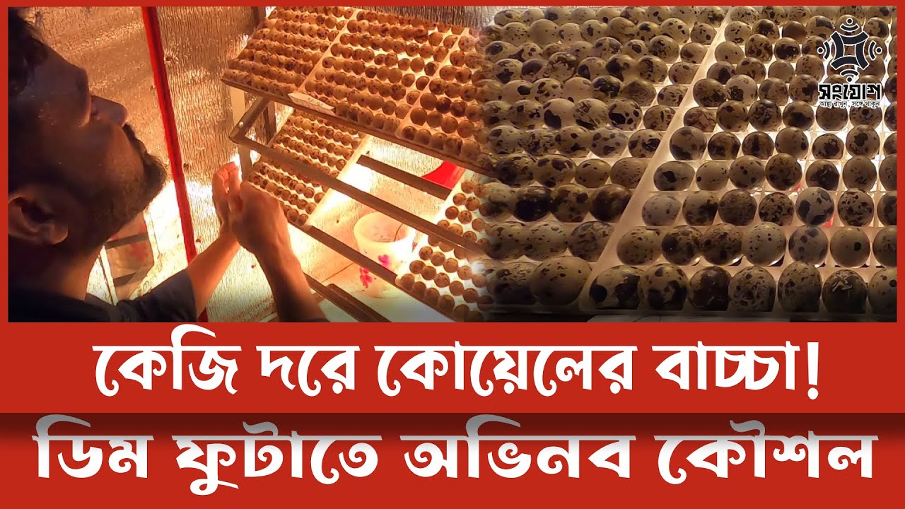 কেজি দরে বিক্রি হচ্ছে কোয়েল পাখির বাচ্চা!