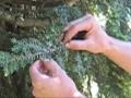 Giroud Advice on Hemlock Problems
