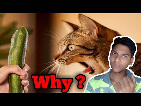 बिल्ली खीरे से डरती क्यों है ? || Why is the cat afraid of cucumbers? || Cat vs cucumber || by Anoop