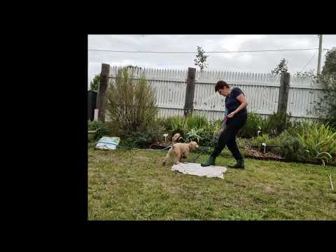 Bella cream F cavoodle - training Jan 2024