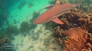 Intips - Raja Ampat, Surga Dunia Di Ujung Papua