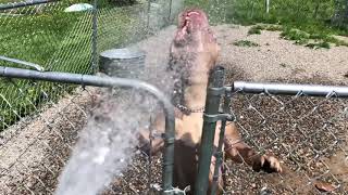 These dogs love their life!! Beautiful moments 🙏🏾