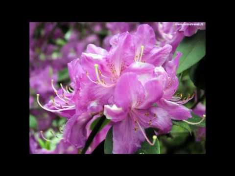 Rocco Galdieri: "L'ADDORE" - Le videopoesie di Gianni Caputo