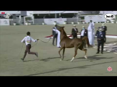 N 236 D SHALLAL   Sharjah International Arabian Horse Festival 2021   Stallions 4 6 Years Old Class