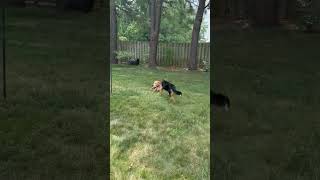 Video preview image #1 Unknown-Welsh Corgi Mix Puppy For Sale in Oakhurst, NJ, USA