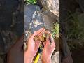 Epic Gold Coin Treasure Hunt ️