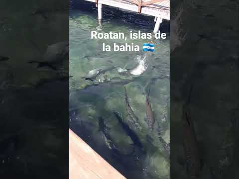 Roatan, Islas de la Bahia 🇭🇳 #parati