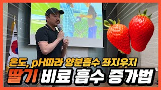 딸기 비료 흡수 증가하는 법! 폴리인산으로 해결!! | 농사 100단