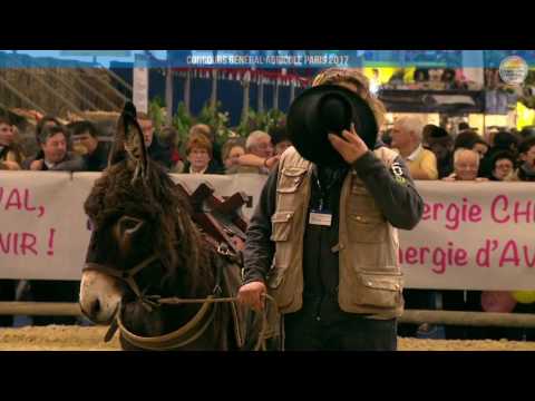 Voir la vidéo : Carrière Équine du 27 février 2017, partie 3