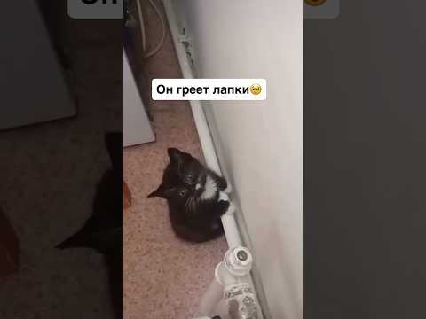 Греет Свои Маленькие Лапки 😆👍
