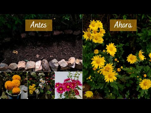 , title : 'Cuidado de Crisantemos +Trasplante y te muestro un  proyecto que tengo en el jardín | Jardín Diaz'
