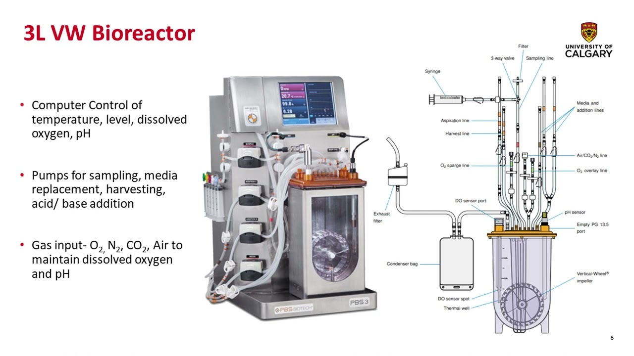 Expansion of Equine Cord Blood Mesenchymal Stromal Cells on Microcarriers in 3L Vertical Wheel