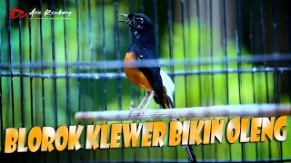 Download lagu MURAI BLOROK GACOR !! gaya main dan tembakannya bikin jatuh cinta | shama bird mp3 Download lagu MURAI BLOROK GACOR !! gaya main dan tembakannya bikin jatuh cinta | shama bird mp3