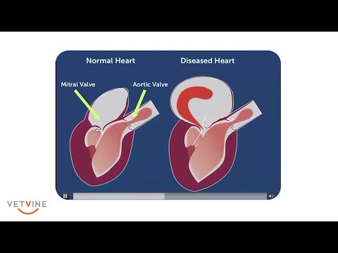 Mitral Valve Disease in Dogs: Signs, Causes & Treatment - VOSD