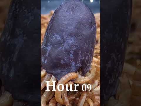 Mealworms Eating Fruit Grape Time Lapse Video