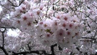 Capriccio - Tarantella