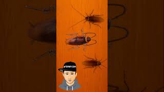 Cara Jitu Mengusir Kecoa Di Rumah