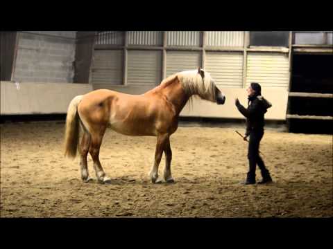 Penn ar Stivell étalon haflinger, au travail en liberté avec Pauline Beulze