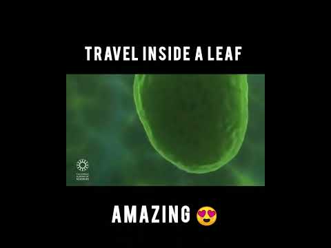 Travel deep inside a leaf