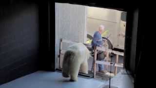 Polar Bear Shoot at Open Studios