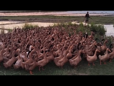 duck farm | Amazing Modern Duck Farming   Free rang #duck #farming #satisfying